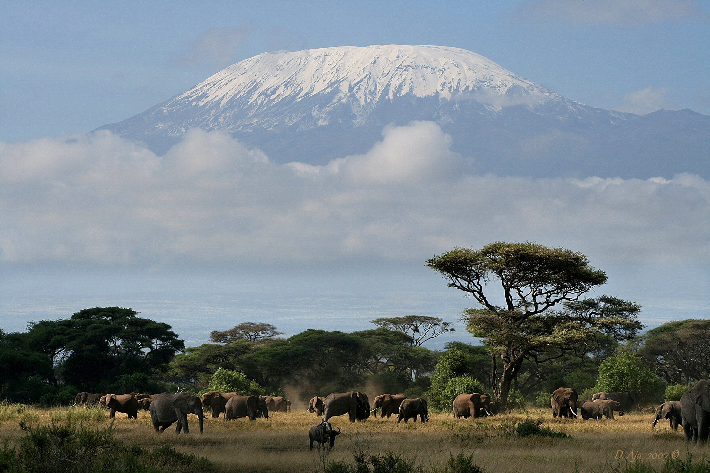 Amboseli 2007 2049