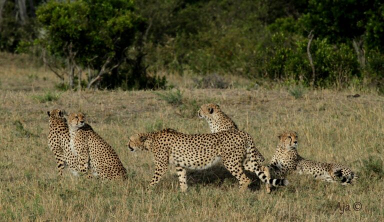 Mara 2019 3892
