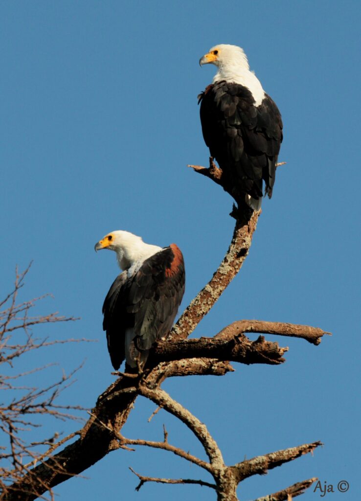 Amboseli 2019 1409 rotated e1686739584554