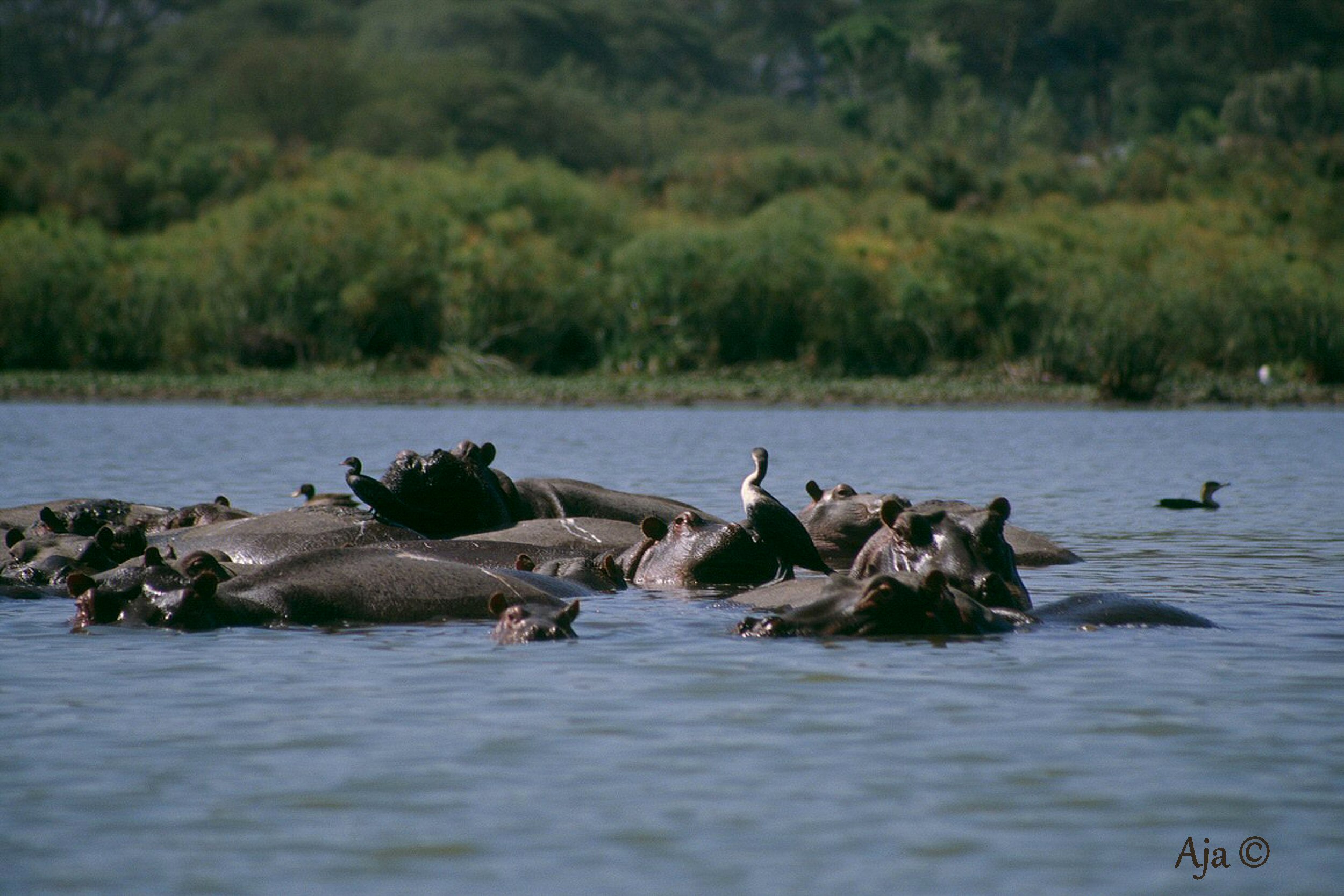 Lake Naivasha 2006 060