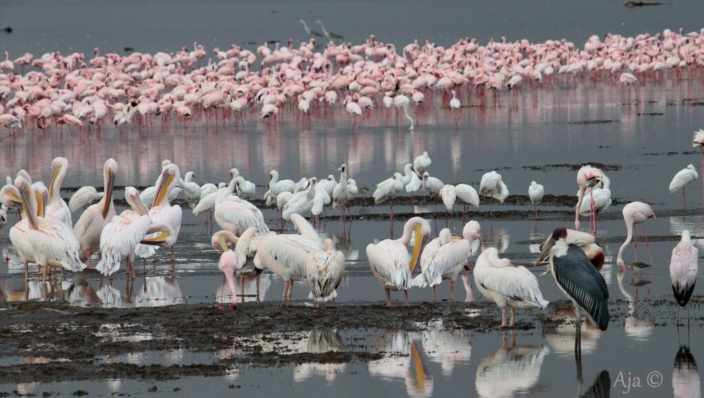 LakeNakuru 2022 1003