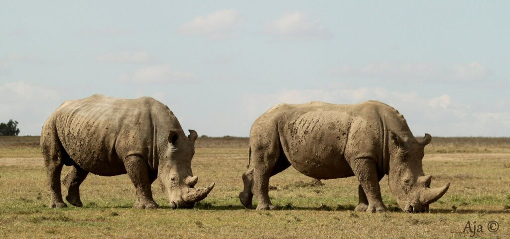Ol Pejeta 2022 2131