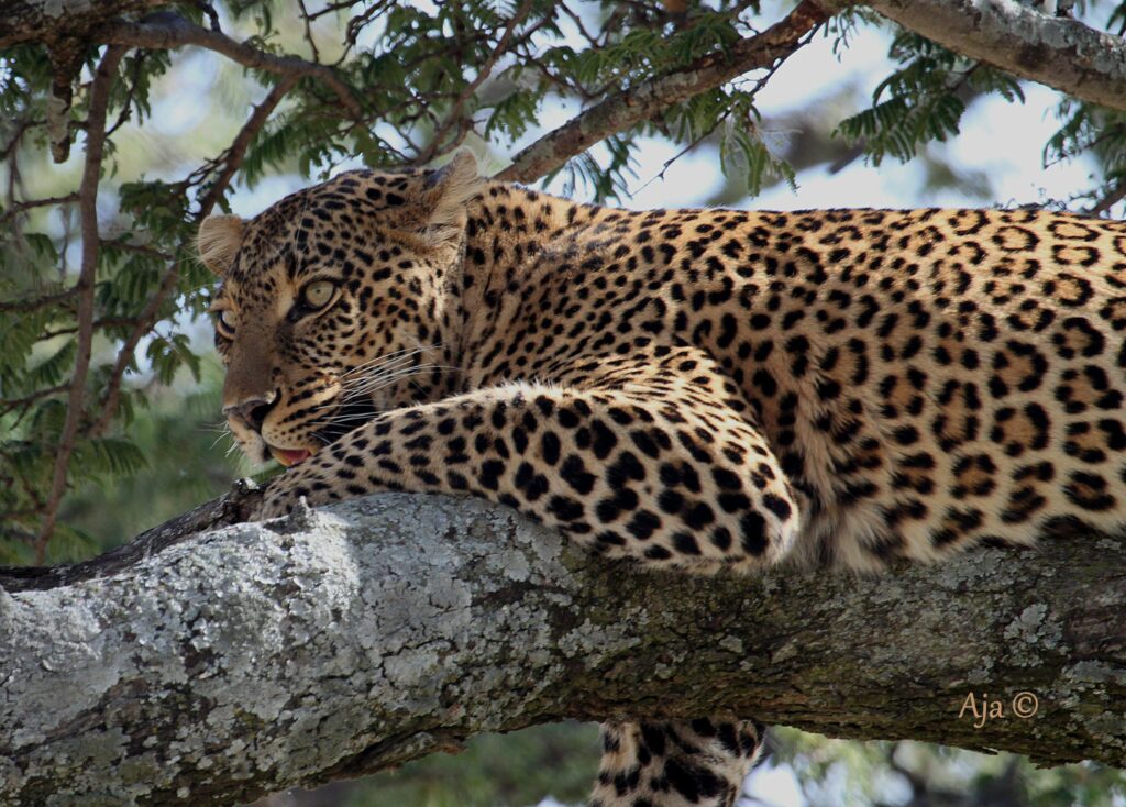 Activities Game Viewing Mara 2015