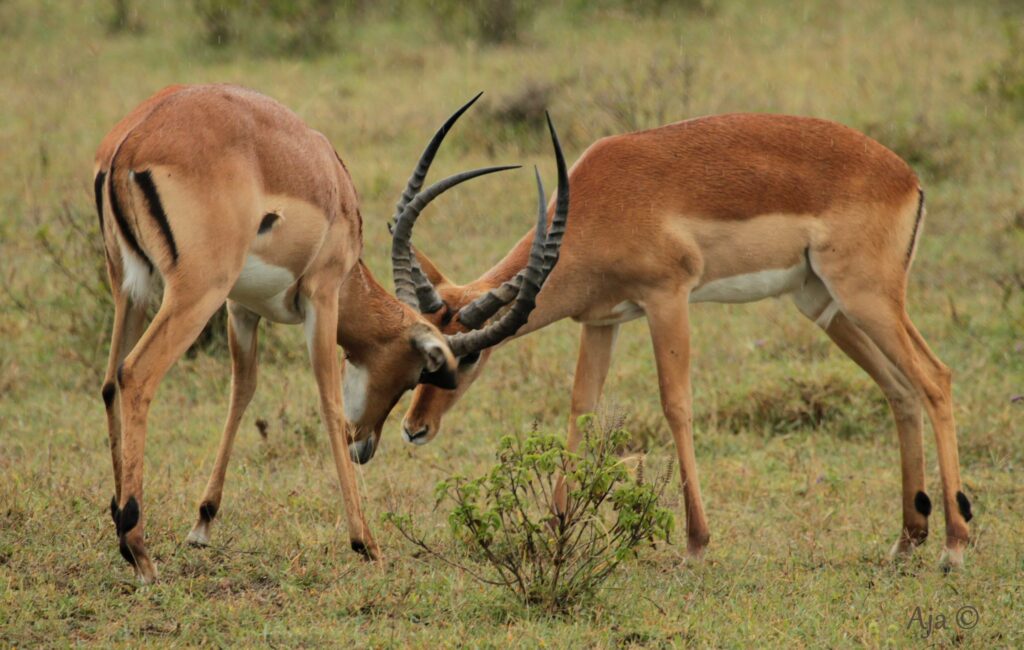 LakeNakuru 2019 9723