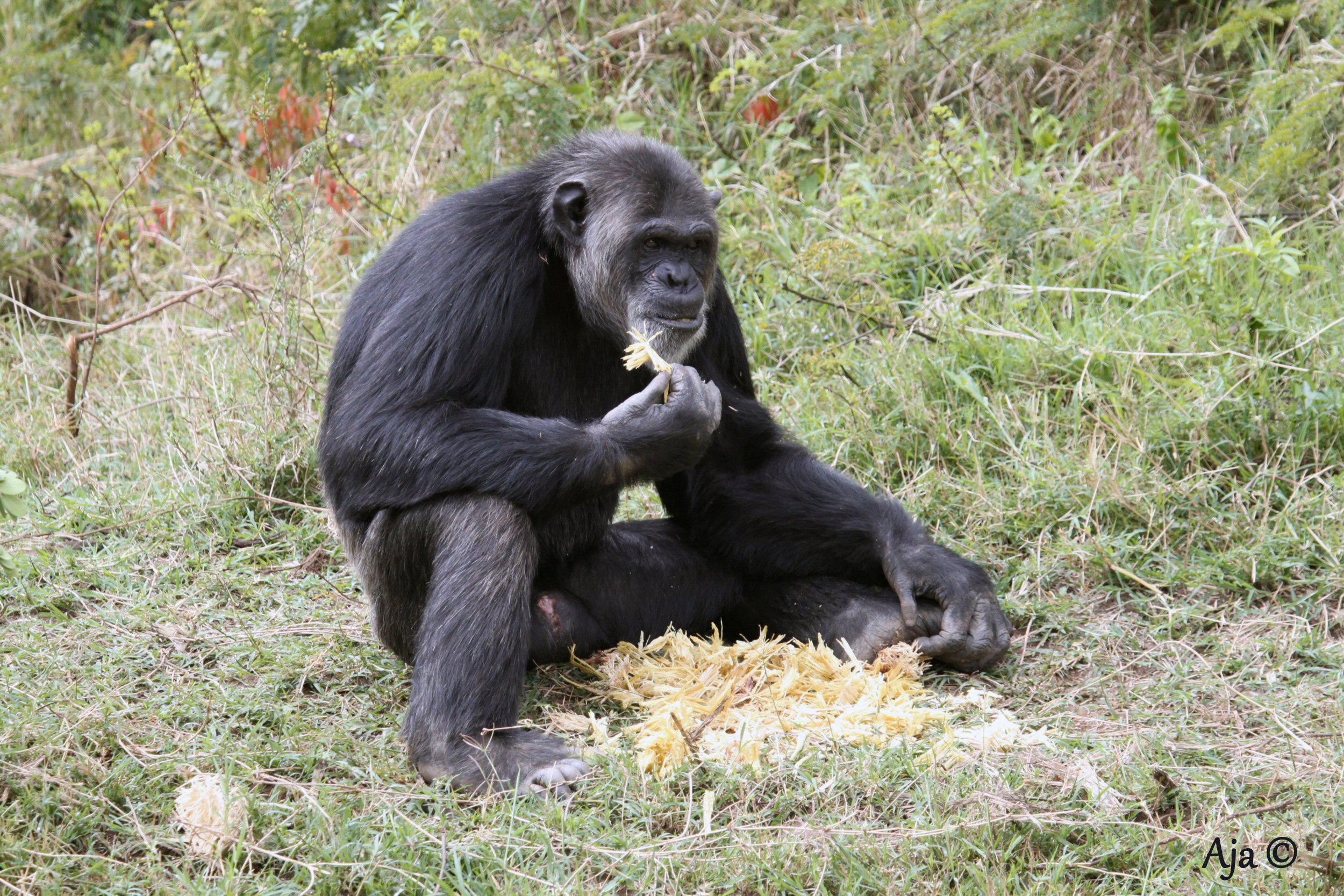 Gap Year Conservation 2019