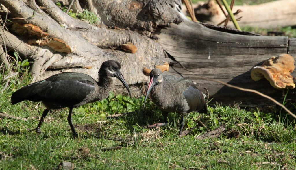 Lake Naivasha 2022 1233