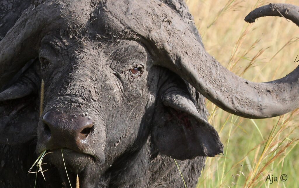 Mara 2015 CapeBuffalo