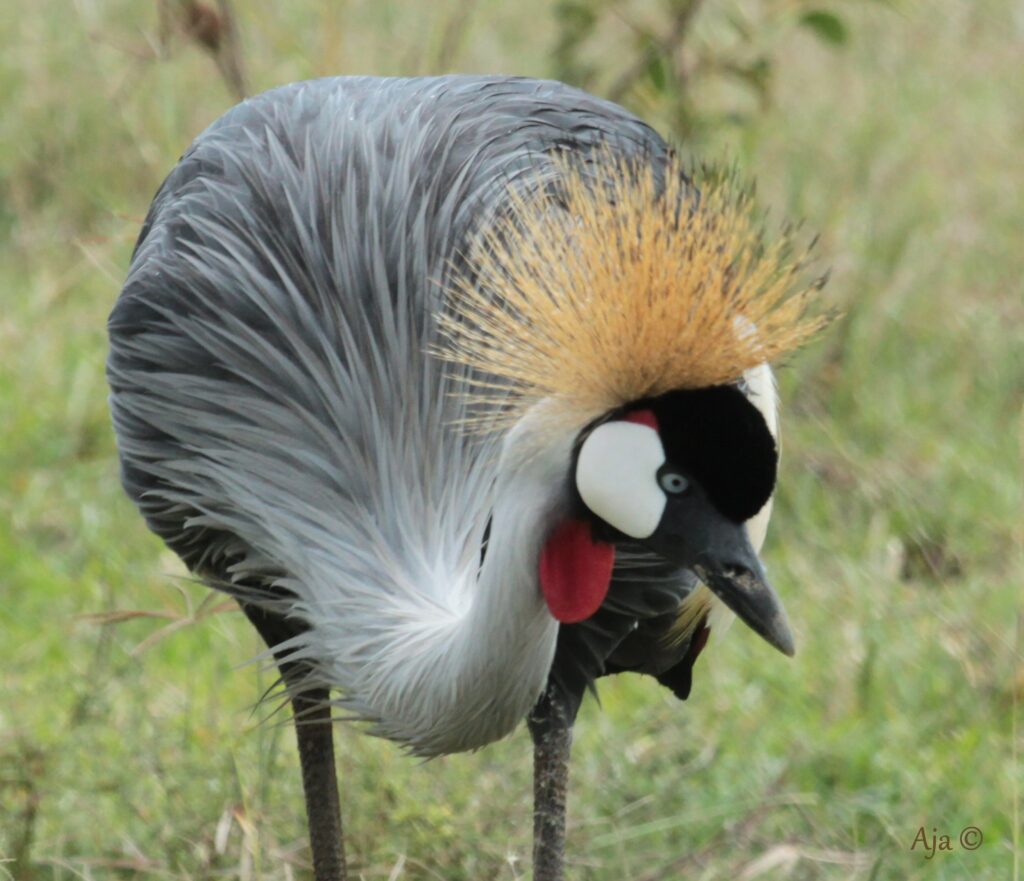 Nakuru 2019 IMG 9997