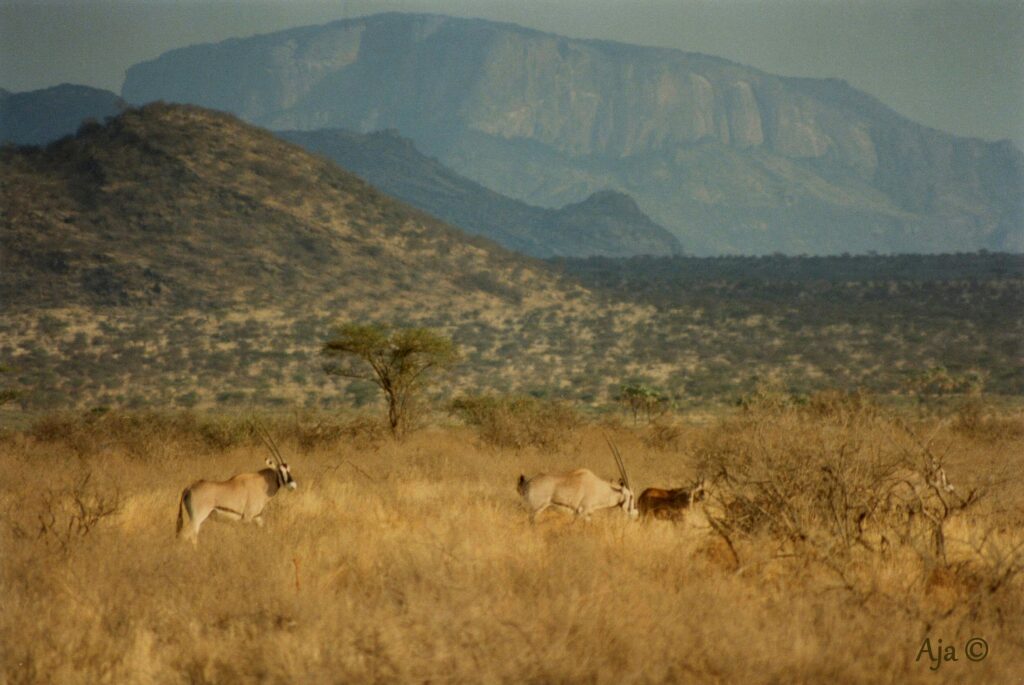 1981 Buffalo Springs838