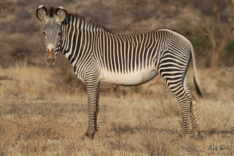Samburu 2015 783