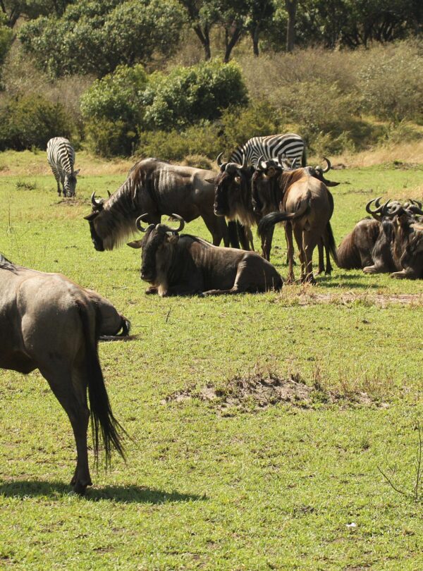 the great rift valley soda lakes 4FqFm