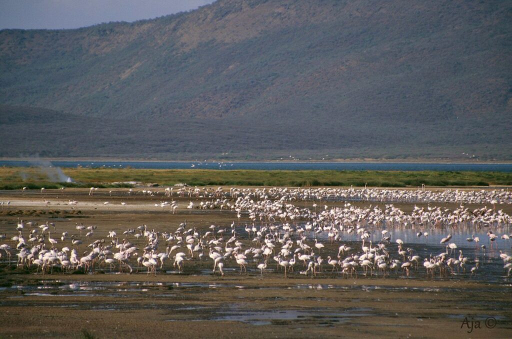 the great rift valley soda lakes L6fDQ