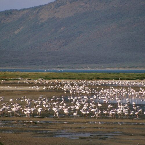 the great rift valley soda lakes L6fDQ