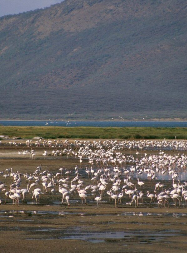 the great rift valley soda lakes L6fDQ