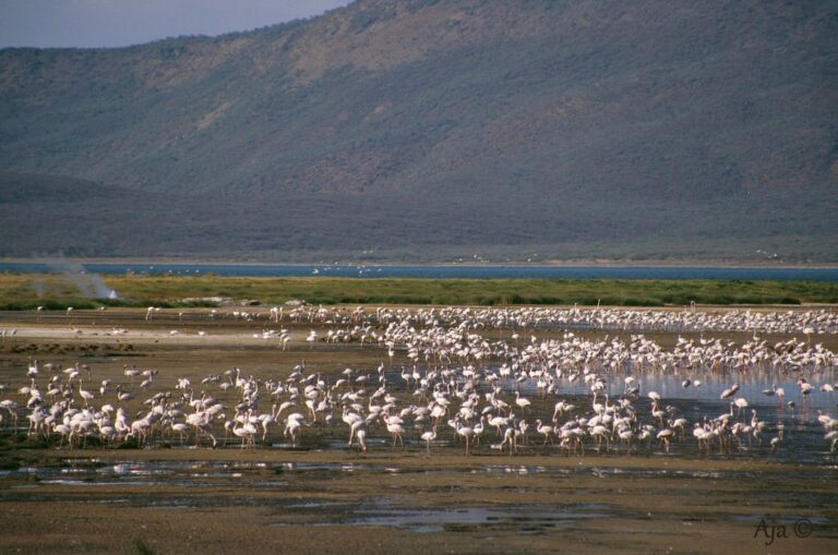 the great rift valley soda lakes L6fDQ