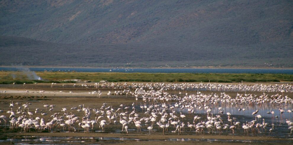 the great rift valley soda lakes L6fDQ
